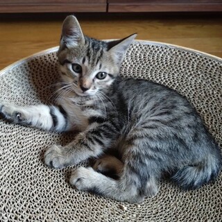 2ヶ月のかわいい「キラくん」
