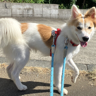 お散歩が大好きな甘えん坊の男の子テン