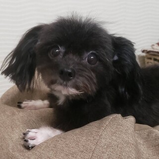 小さいけど元気いっぱいMIX男の子1歳くらい