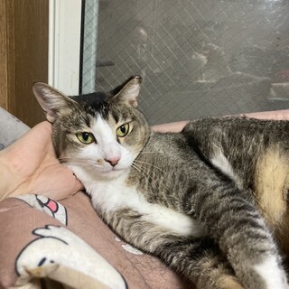 アビシニアンのような毛触り♪あさ子ちゃん♪