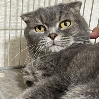 飼い主さん入院・スコティッシュ・オス・１０才♪