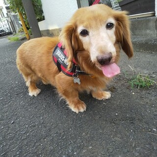 吠えなくて穏やか きな子ちゃん