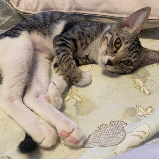 ちょっとビビりなニベアちゃん