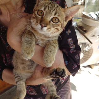 猫保護しました。