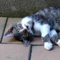 調布市☆猫も人も大好き！甘えん坊なキジ白の男の子