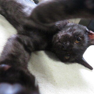 黒トラ、人馴れした甘えん坊な女の子