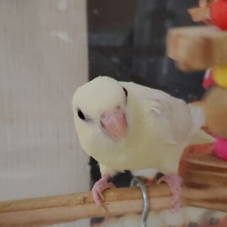 サザナミインコ2歳