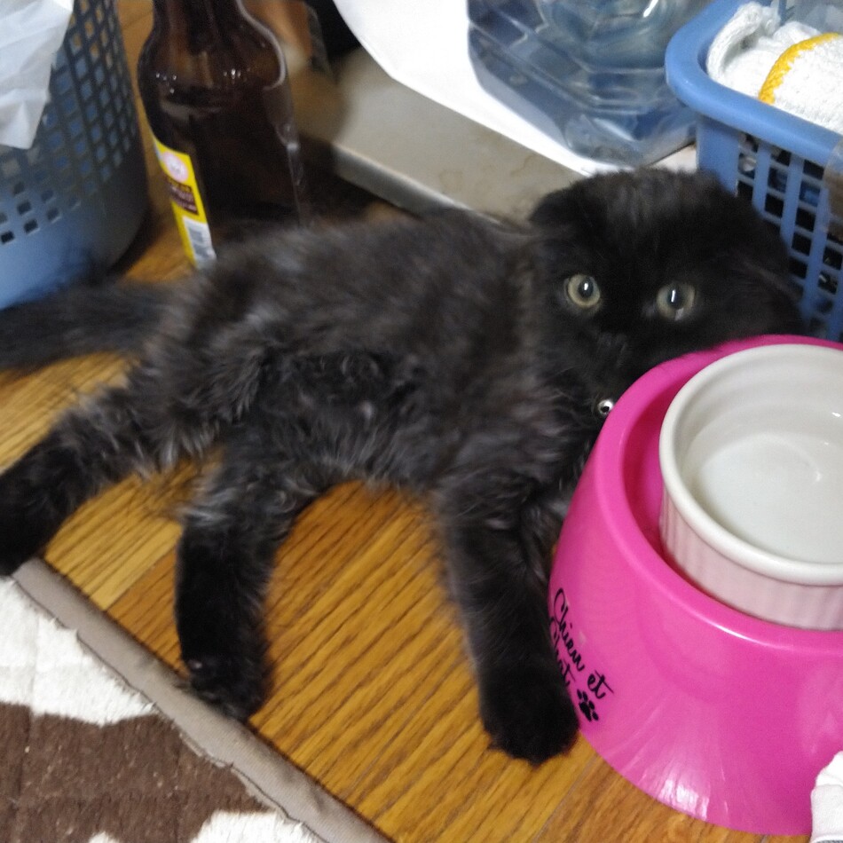 くろのすけのカバー写真