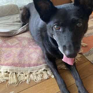 里親募集です。