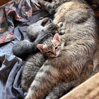 可愛い4匹のキジトラくんたち⭐︎