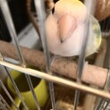 コザクラインコ ブルーパイド メス 4歳