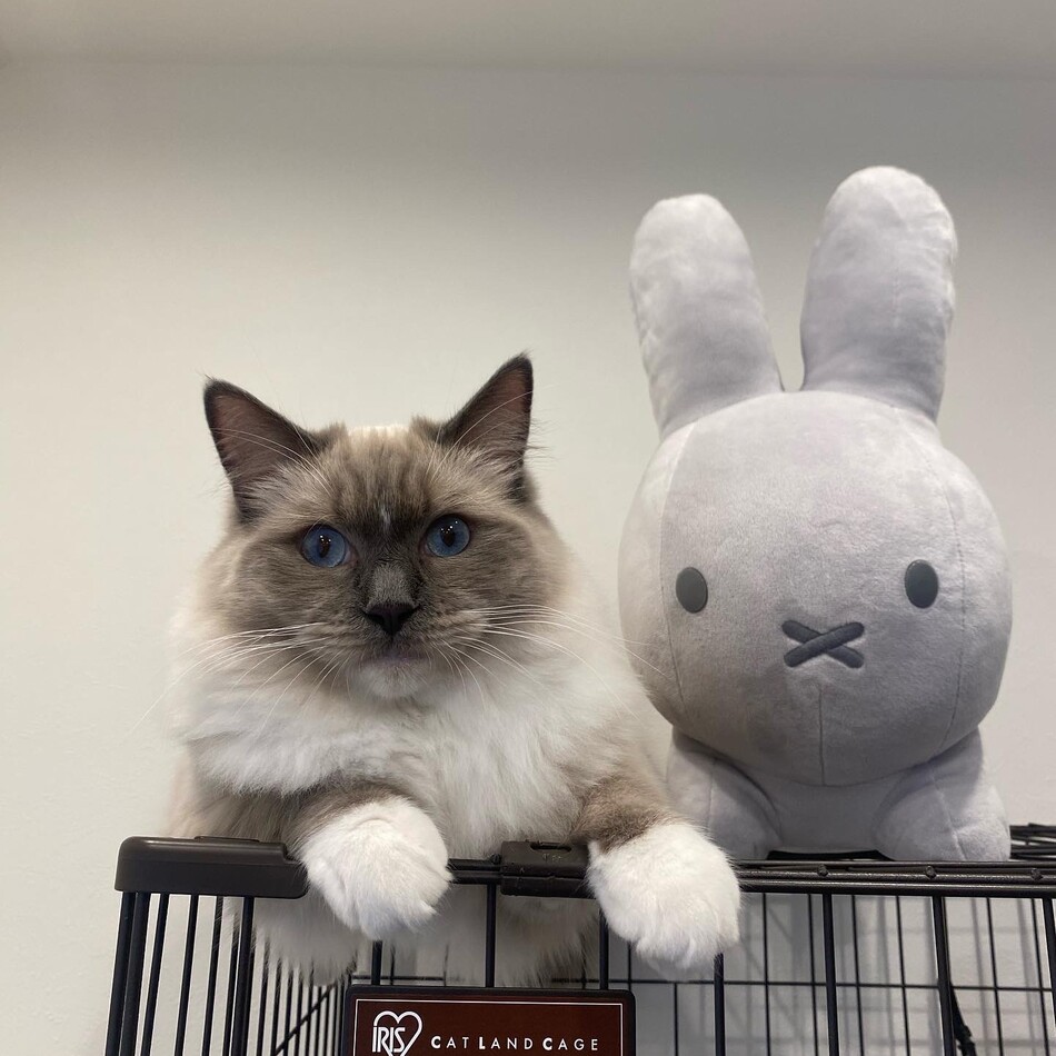 ルルのカバー写真