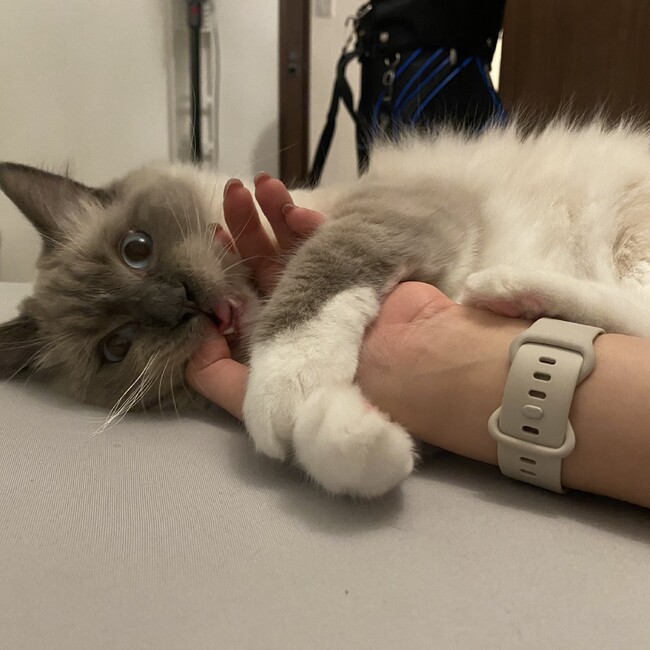 鯖しそのカバー写真