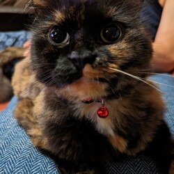 「家族」サムネイル2