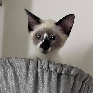 個性的なお顔♡コアラのお鼻柄