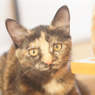 個性的なサビ柄のとても元気な子猫です