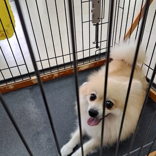 ポメラニアンの女の子です