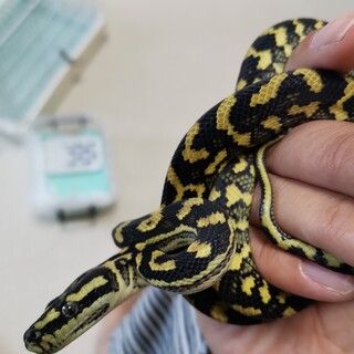 ジャングルカーペットパイソン里親様募集します