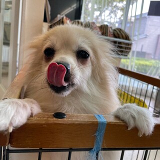 ポメラニアンの女の子です。