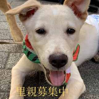保護犬を家族にお迎えしませんか？