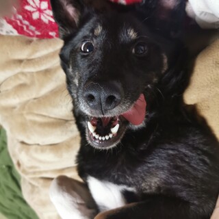 臆病6歳メス雑種