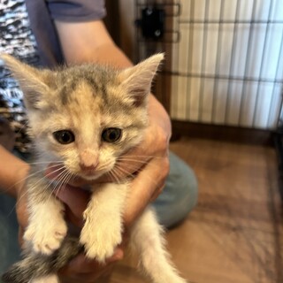 雑種４きょうだいパステル三毛猫
