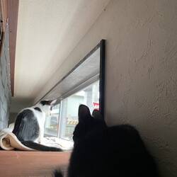 子猫たち、くつろぎタイムに