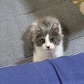 生後2ヶ月ぐらいの元気な男の子です♪