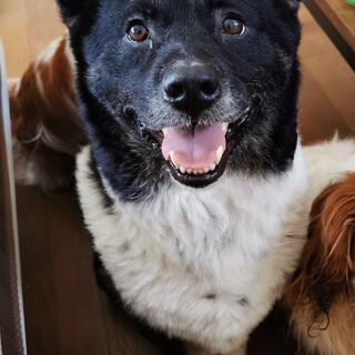 愛情深い5歳オス雑種