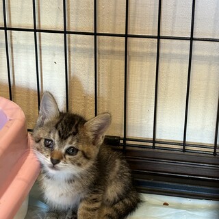 子猫４きょうだちギジトラ黒