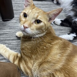 瀬戸ねこ譲渡会(=^・^=)