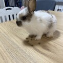 生後2ヶ月未満の子ウサギの里親募集！