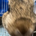 ネザーランドドワーフ♂生後11ヶ月 里親様募集