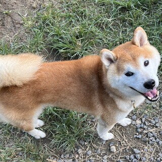 にこにこ笑顔の推定5歳♂しょう！