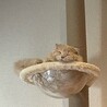 ひなちよ