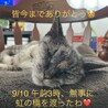 りんごろ さん