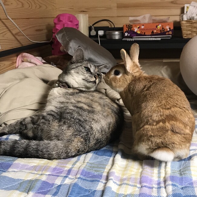 りんごろのカバー写真