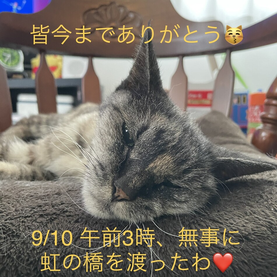 ピン子のカバー写真