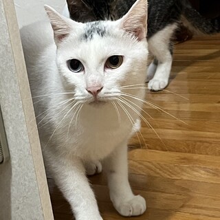 ありがとうございました★オッドアイのオッドくん