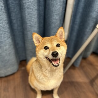 ツンデレなイケメン男子　柴犬