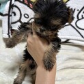 ヨーキー　子犬　ヨークシャテリア　メス　一旦、締切