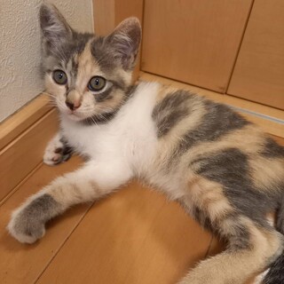 現在4人と交渉中 これ以上の申請は一旦打ち切ります