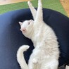 しろ518