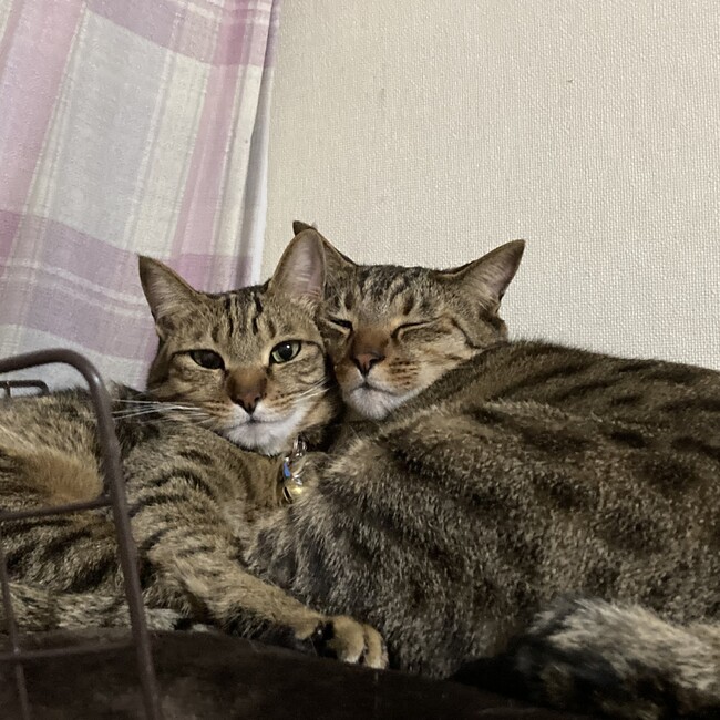 こしぞおのカバー写真