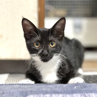 行き場に困っています！人懐っこいくーちゃん