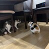 こっちちゃん