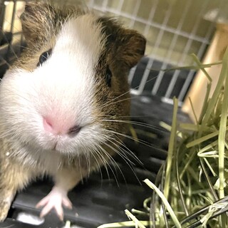 イングリッシュモルモット♂