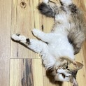 長毛のメス