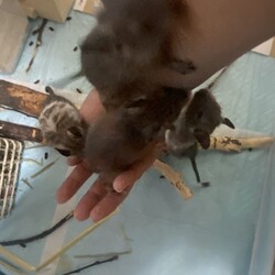 「新しいふれあい広場」サムネイル2