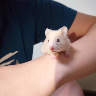 ゴールデンハムスターの赤ちゃん里親募集